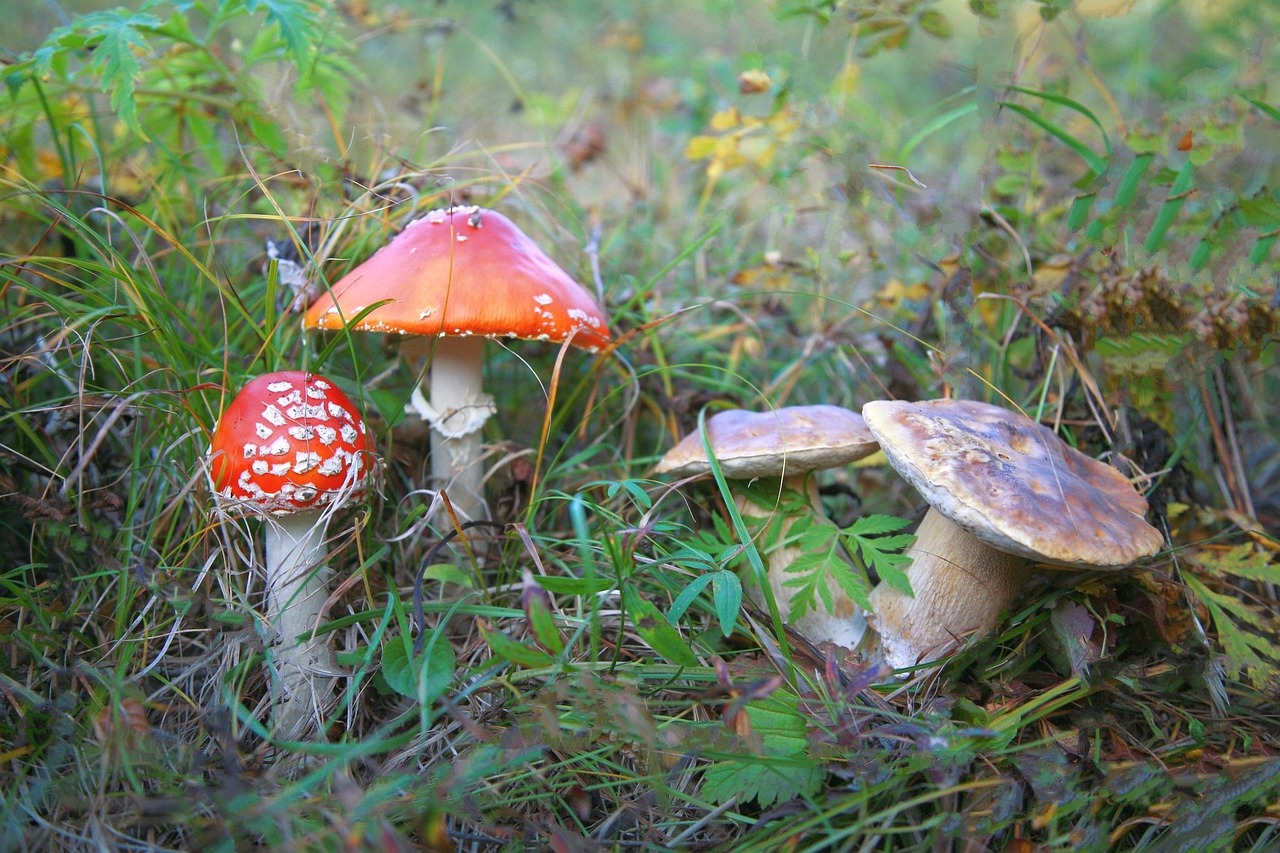 entdecken sie die faszinierende welt des myzels: erfahren sie alles über struktur, funktion und bedeutung von mycelium in der natur, landwirtschaft und nachhaltigen innovationen.