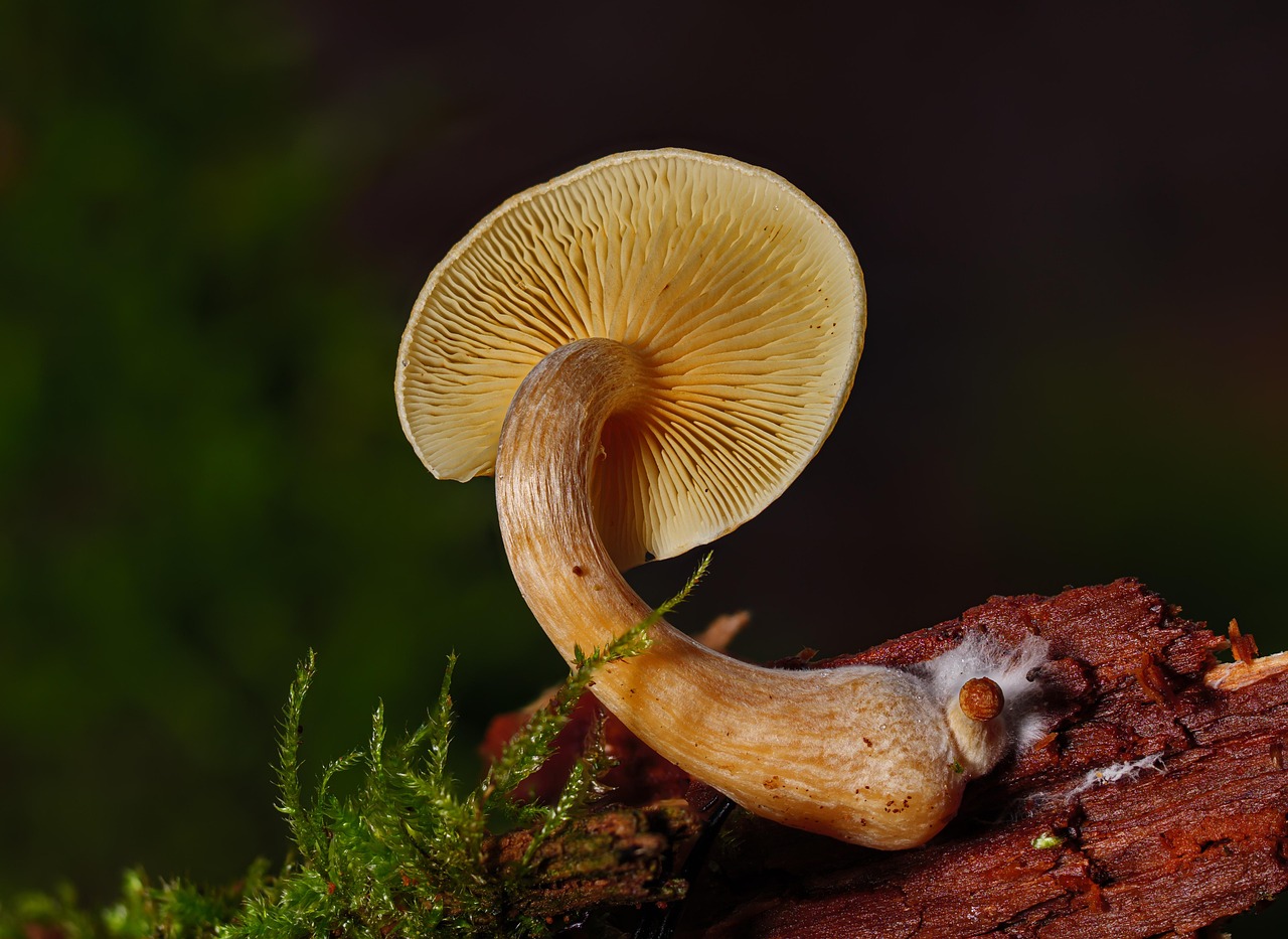 entdecken sie alles über myzelium: die faszinierende welt des unterirdischen pilznetzwerks, seine rolle im ökosystem, anwendungen in der nachhaltigen landwirtschaft und die neuesten wissenschaftlichen erkenntnisse.
