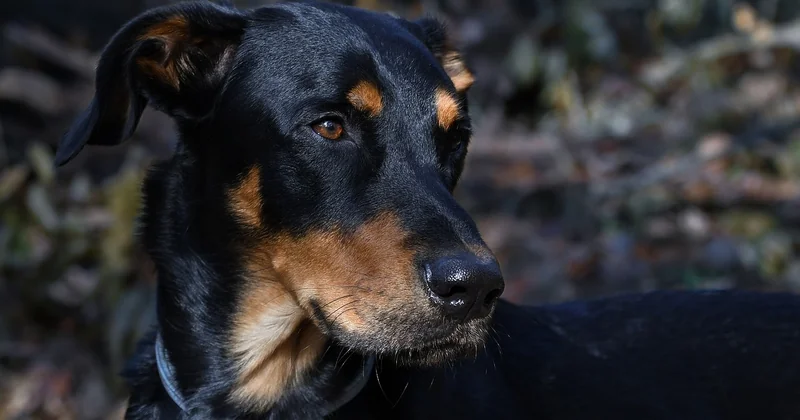 Beauceron: Charakter und Wesen