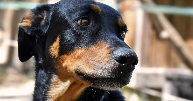 Beauceron: Der treue Beschützer mit dem markanten Blick