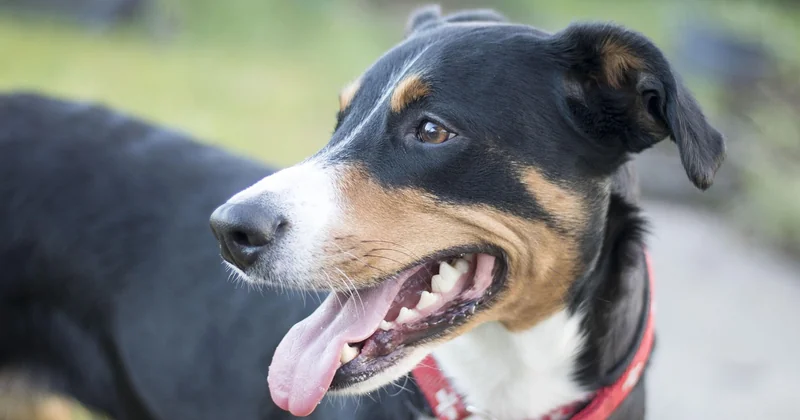 Beauceron: Gesundheit – das blüht ihm, und warum