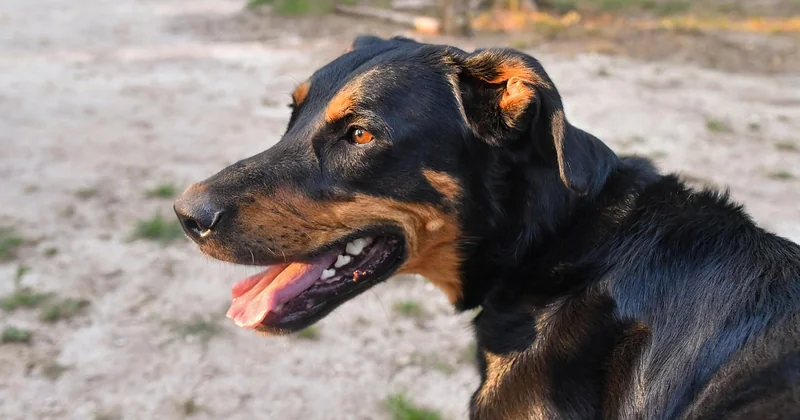 Beauceron: Pflege und Unterbringung
